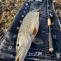 Wychwood Agitator Predator Roll Mat